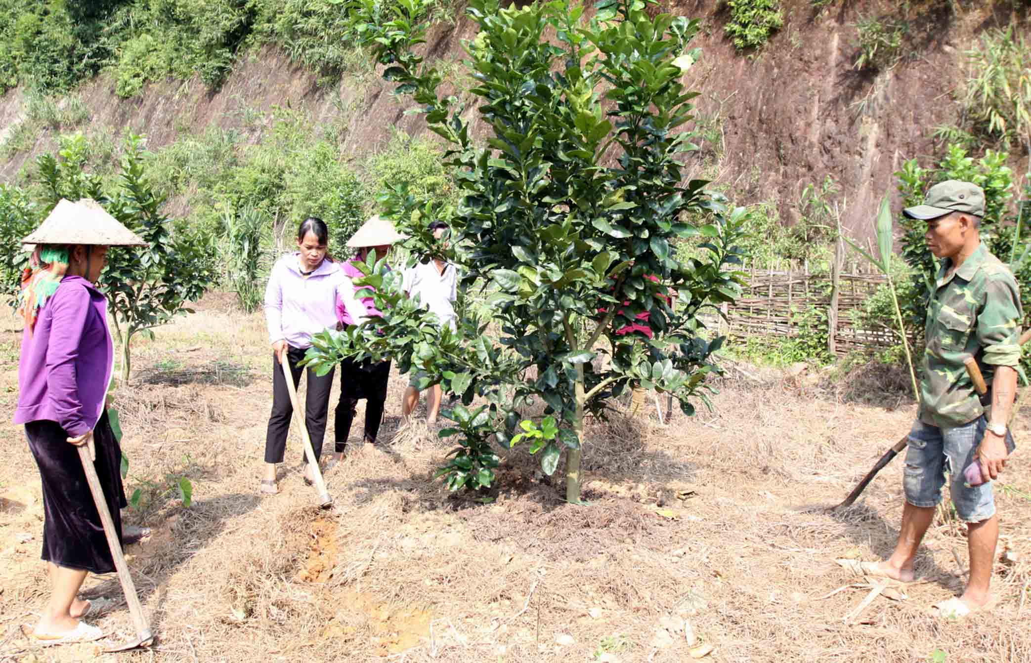 Cán bộ kỹ thuật Trung tâm Dịch vụ nông nghiệp huyện Than Uyên hướng dẫn bà con bản Vè, xã Mường Mít chăm sóc cây bưởi da xanh.